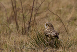  Short-eared Owl (Asio flammeus flammeus)